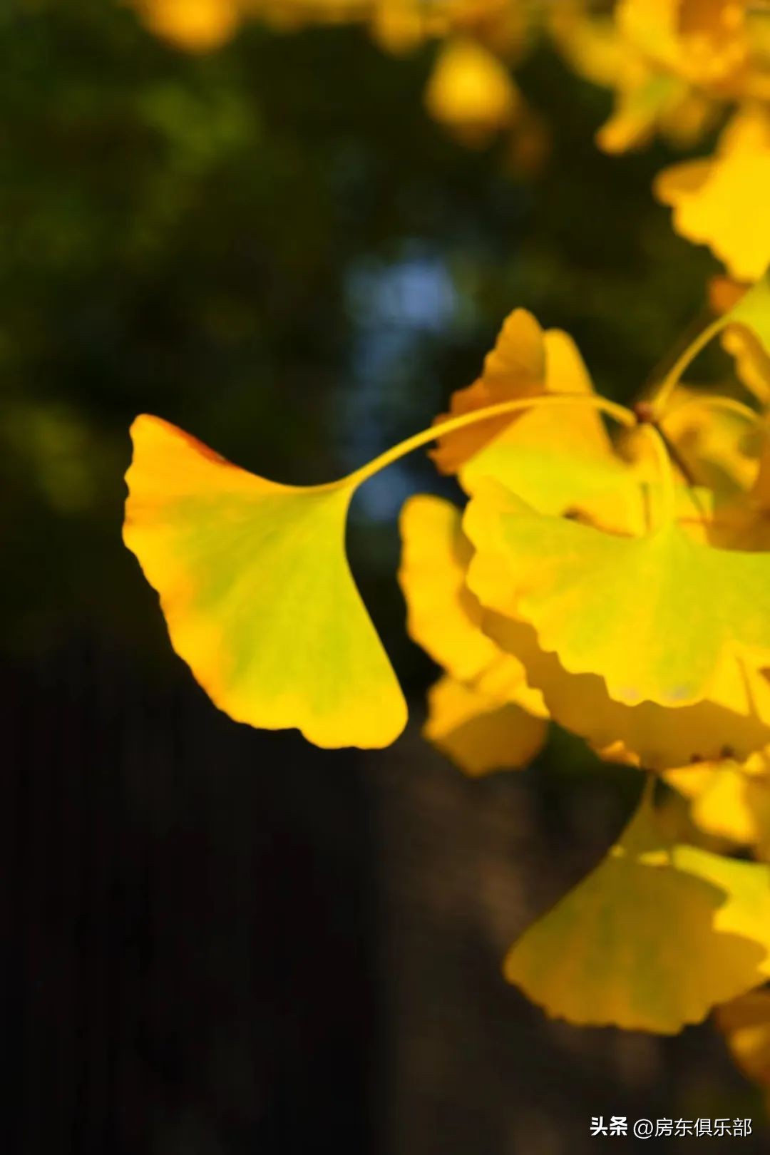 北龙湖在售楼盘有哪些最新,北龙湖还值得买么