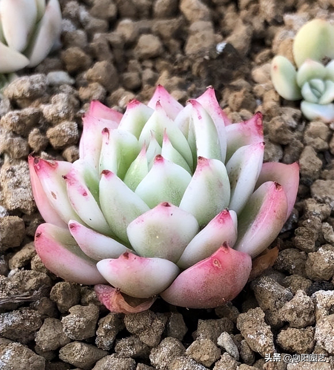 吉娃娃锦和吉娃娃覆轮锦区别,普通的吉娃娃能种出吉娃娃锦吗