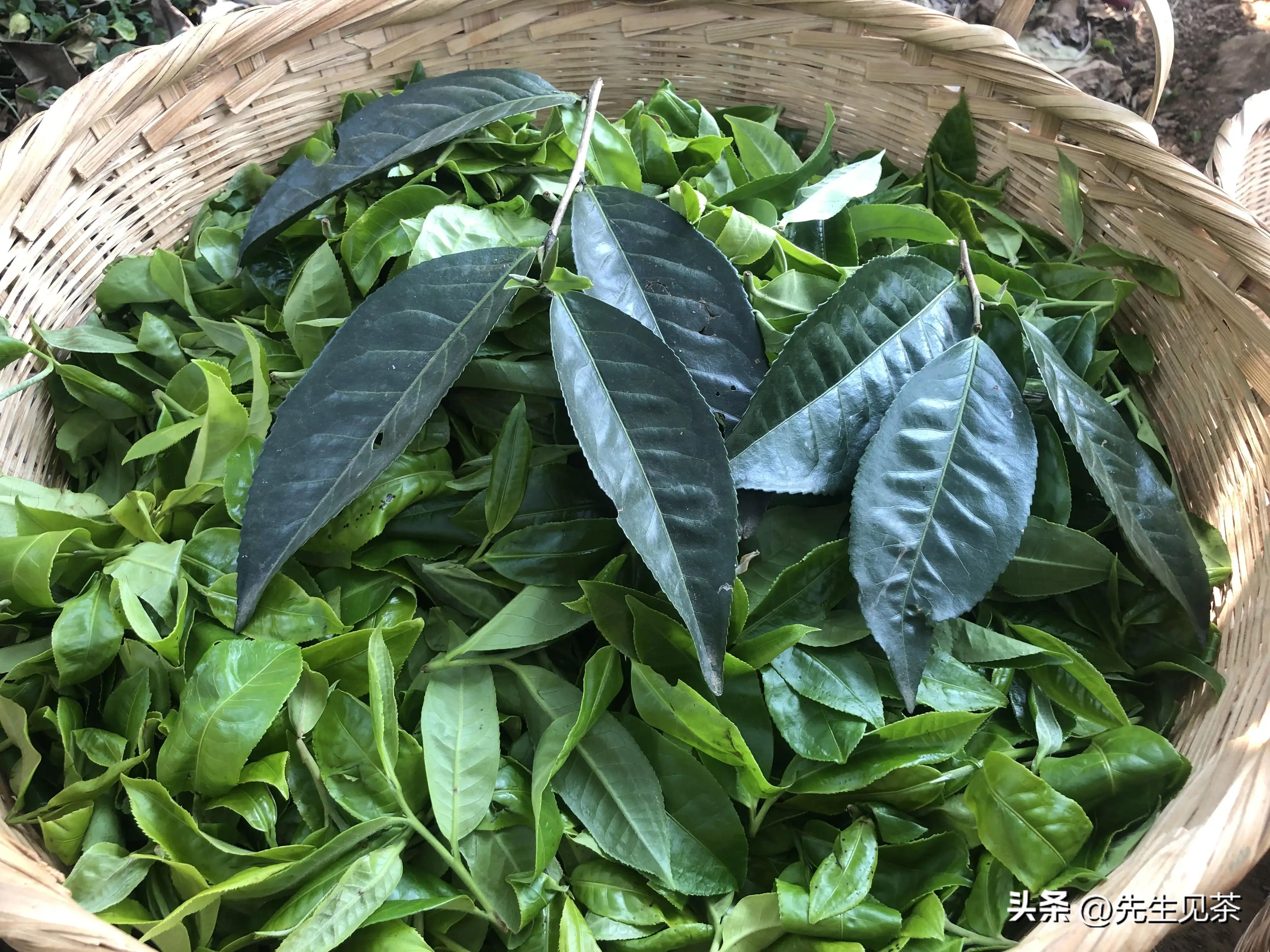 有人花168元买茶，有人花168万元包树，普洱茶出路在哪里？