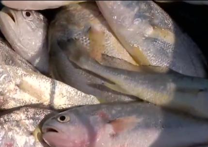 浙江人养南美对虾赚钱,浙江男人养甲鱼