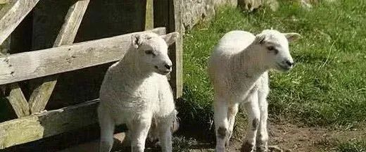 母羊难产掏出来给母羊用什么药,母羊难产掏小羊后母羊体内出血