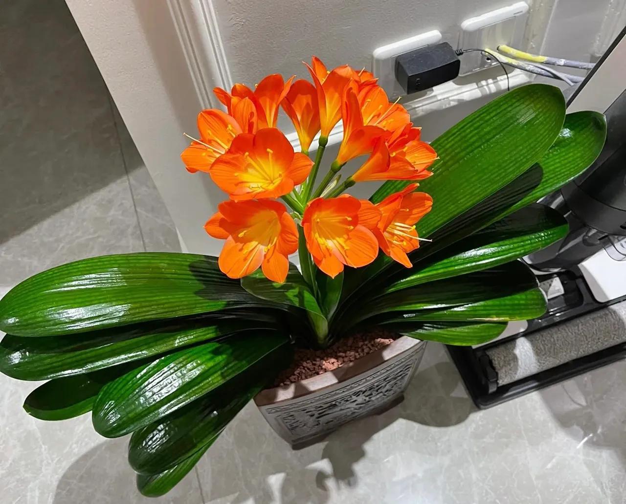 室内养什么释放氧气最多,室内氧吧盆栽