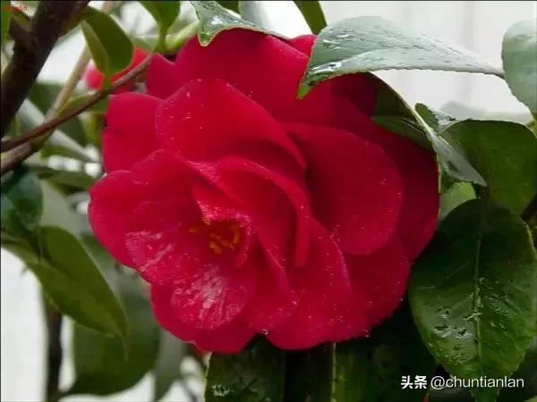 山茶花纯音乐,山茶花