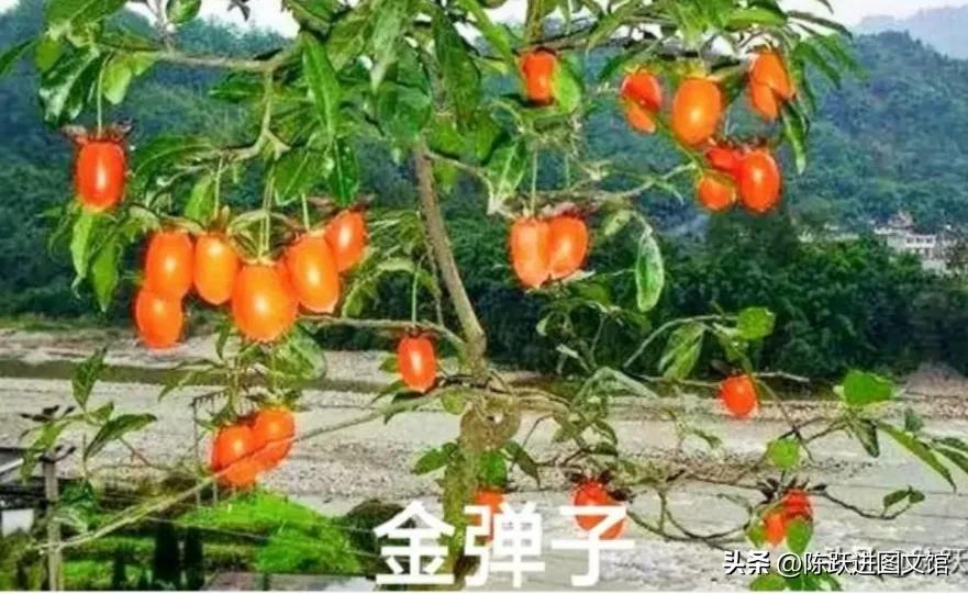 买果树怎么选择好的苗木,苗木的繁殖方法有哪些