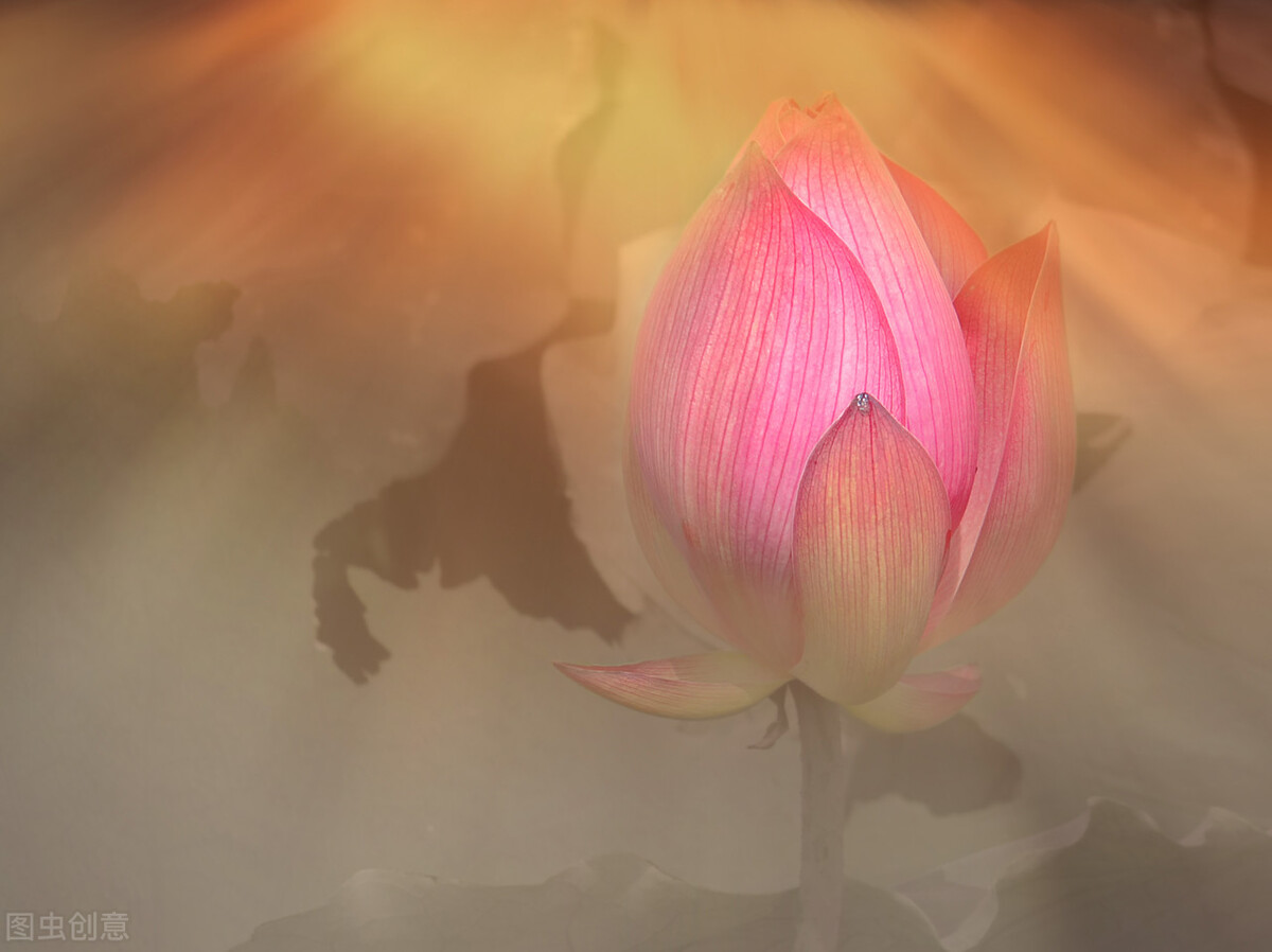 荷花图片禅意荷花,最美意境荷花图片大全