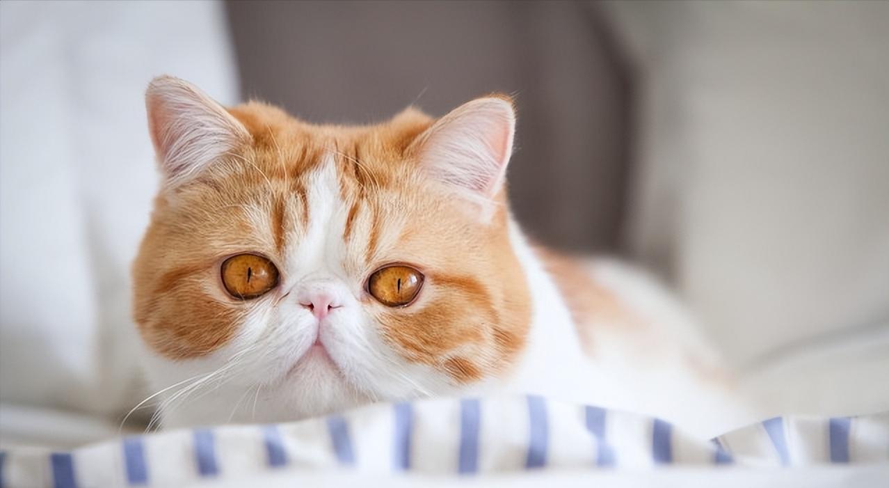 这5种猫堪称白眼狼养了也白养,猫白眼狼