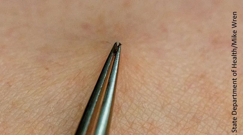 小宝宝出门怎么防护毒虫,带孩子出去玩当心这种虫子