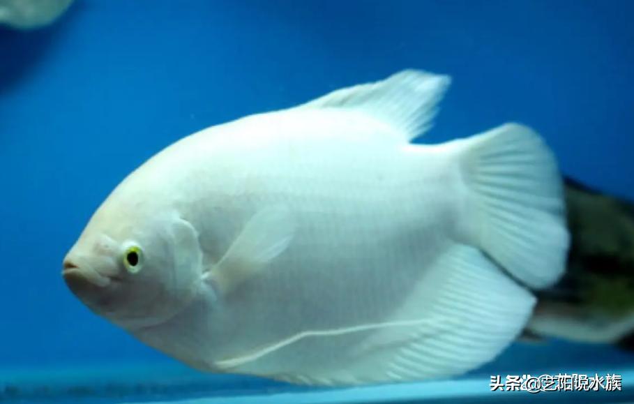 观赏鱼有什么寓意吗,养观赏鱼什么鱼寓意好