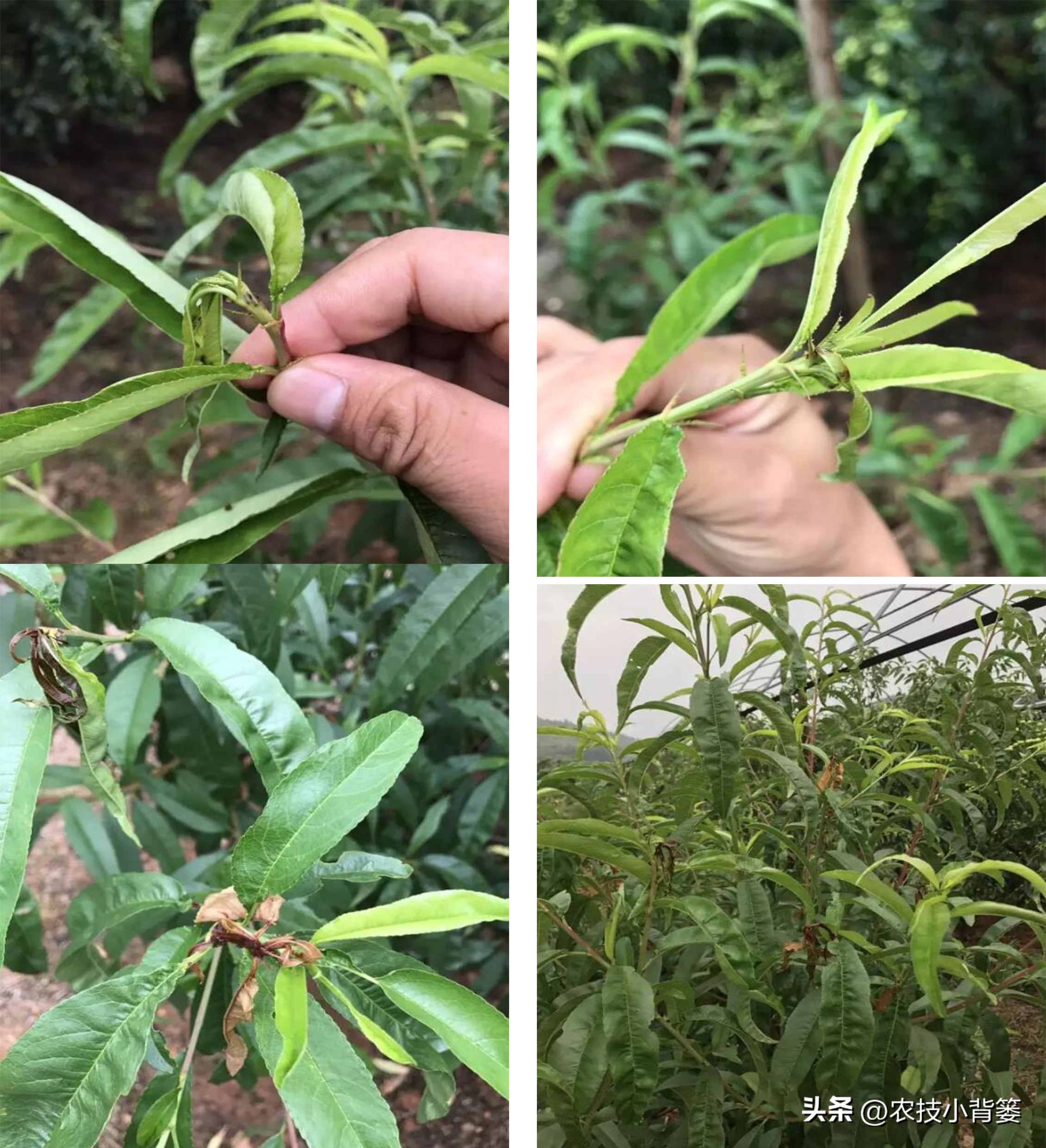 果树缺钙吃什么钙肥好,哪种肥料容易引起钙流失