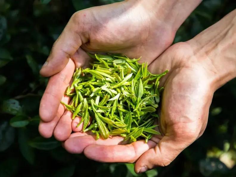 四川平民喝的茶推荐,去茶店喝什么比较好