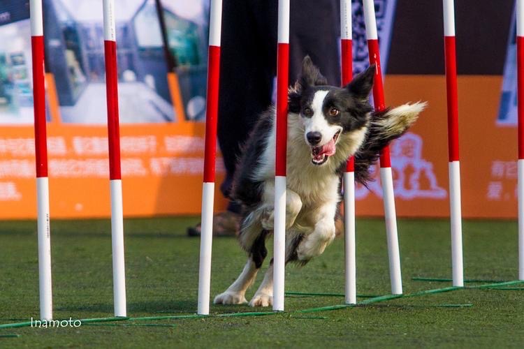 边牧四种类型哪种最好,血统边牧和普通边牧区别聪明程度