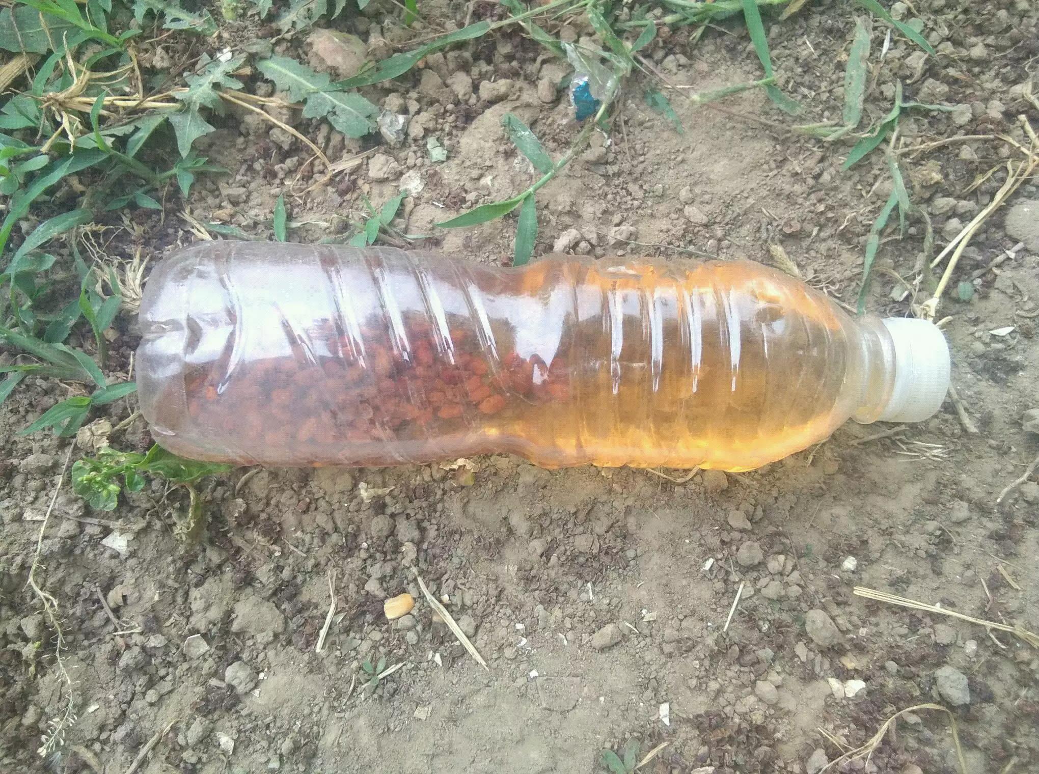 葡萄籽发芽了怎么办,葡萄籽发芽了第一年怎么打理