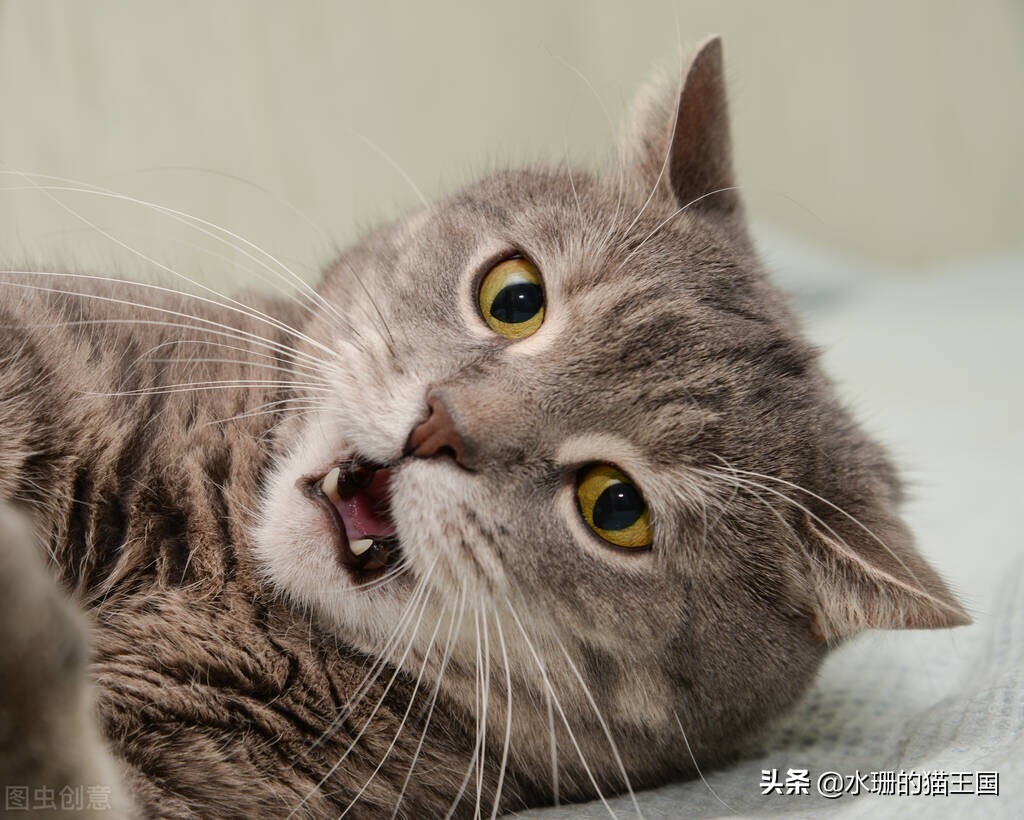 发情前绝育还是发情后绝育好,发情绝育好还是不发情绝育好