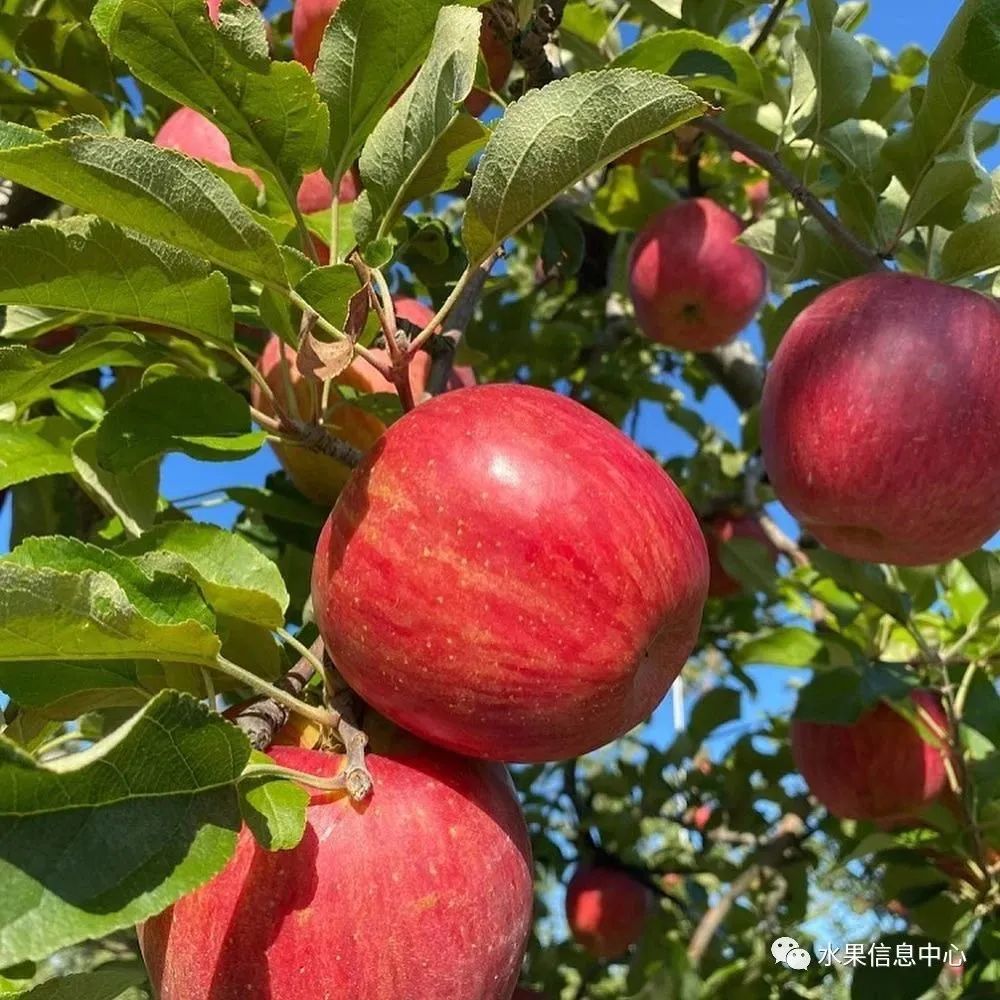 苹果排名第一是哪种苹果,苹果品种好吃排名