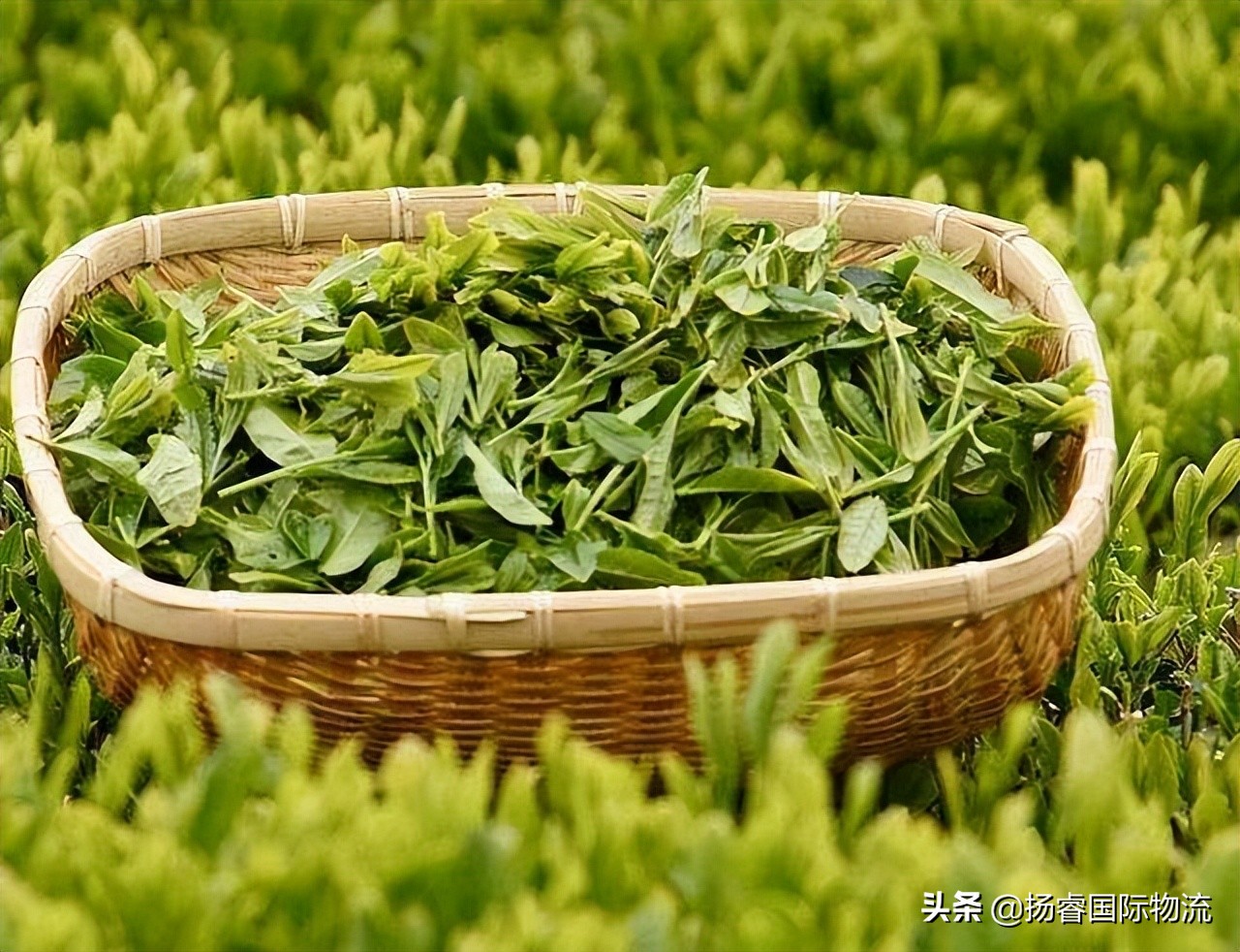 茶叶出口包装标准,茶叶出口资质办理流程