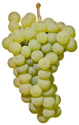 小众之美|AltoAdigeDOC上阿迪杰