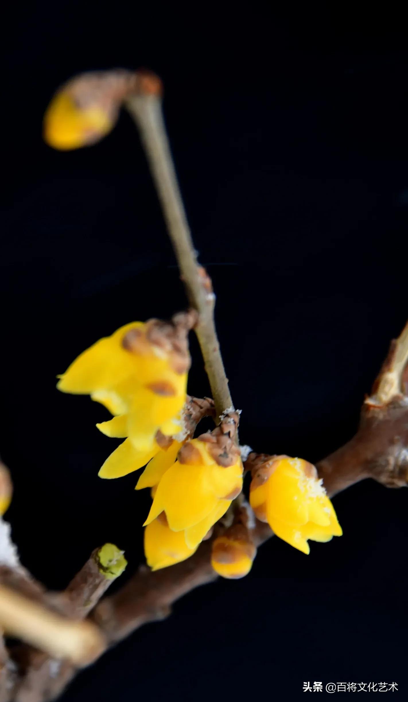 「百将文化」枝横碧玉天然瘦，恋破黄金分外香