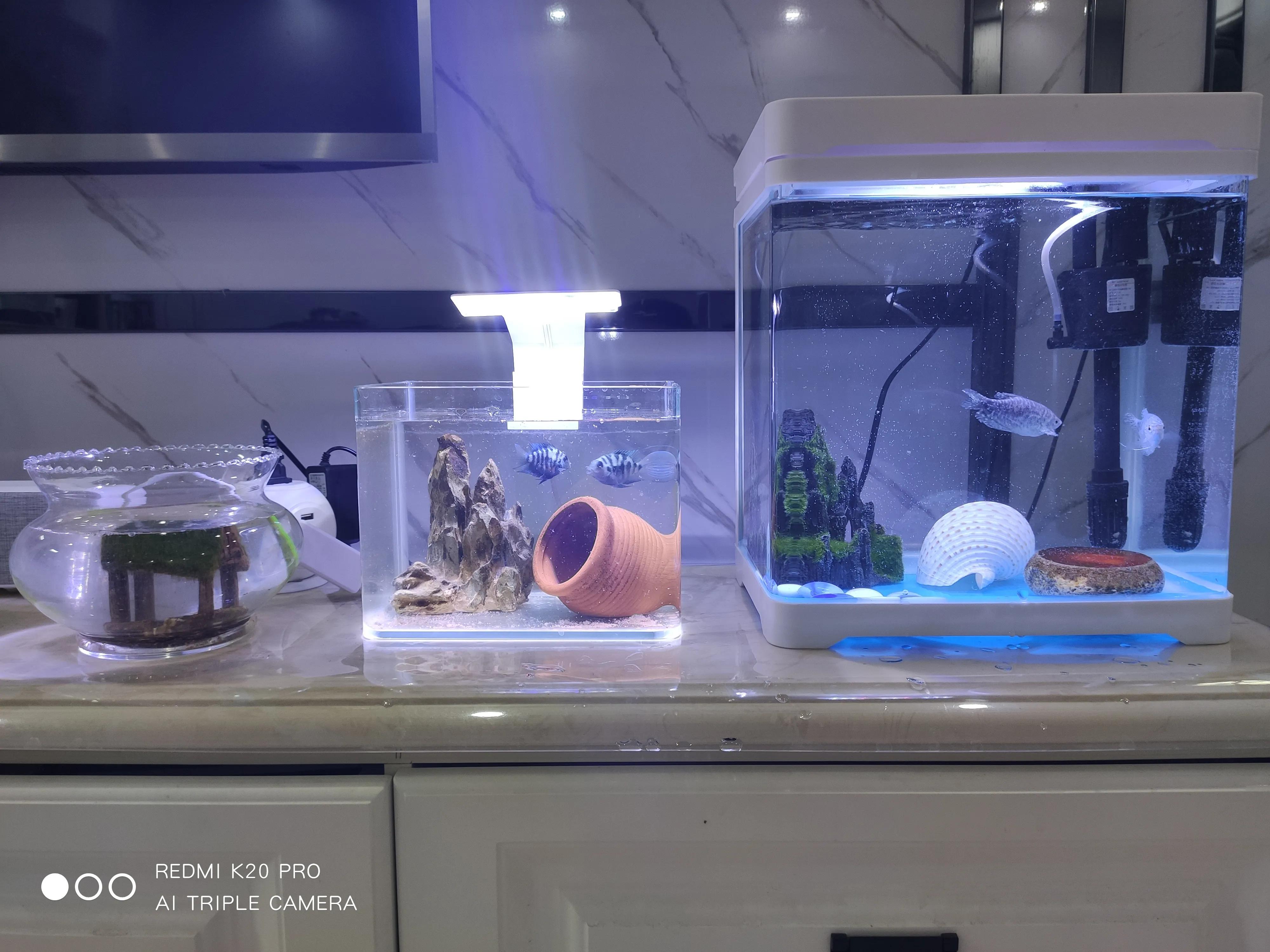 双头迷你鹦鹉鱼怎么养活,养鱼老道迷你鹦鹉鱼