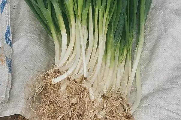 中国申请高句丽世界文化遗产遗址,高句丽历史文化遗址