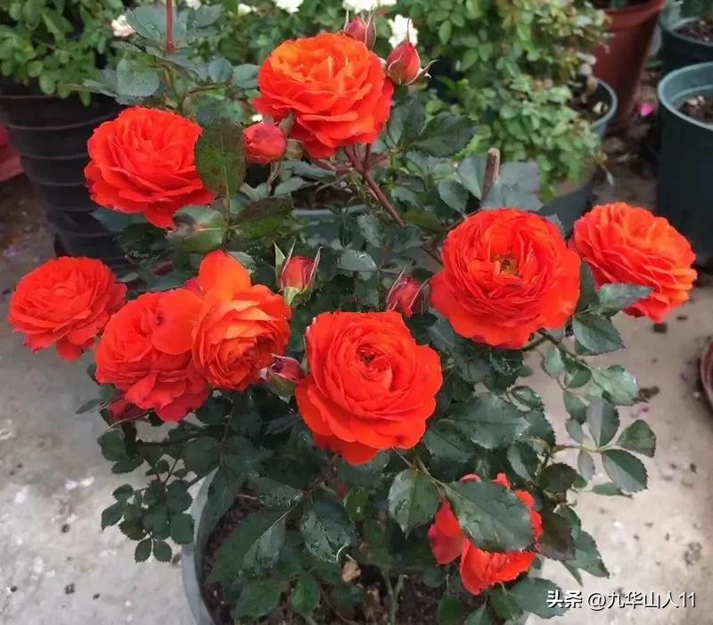 微型月季品种价格是多少 (微型月季品种有哪些)