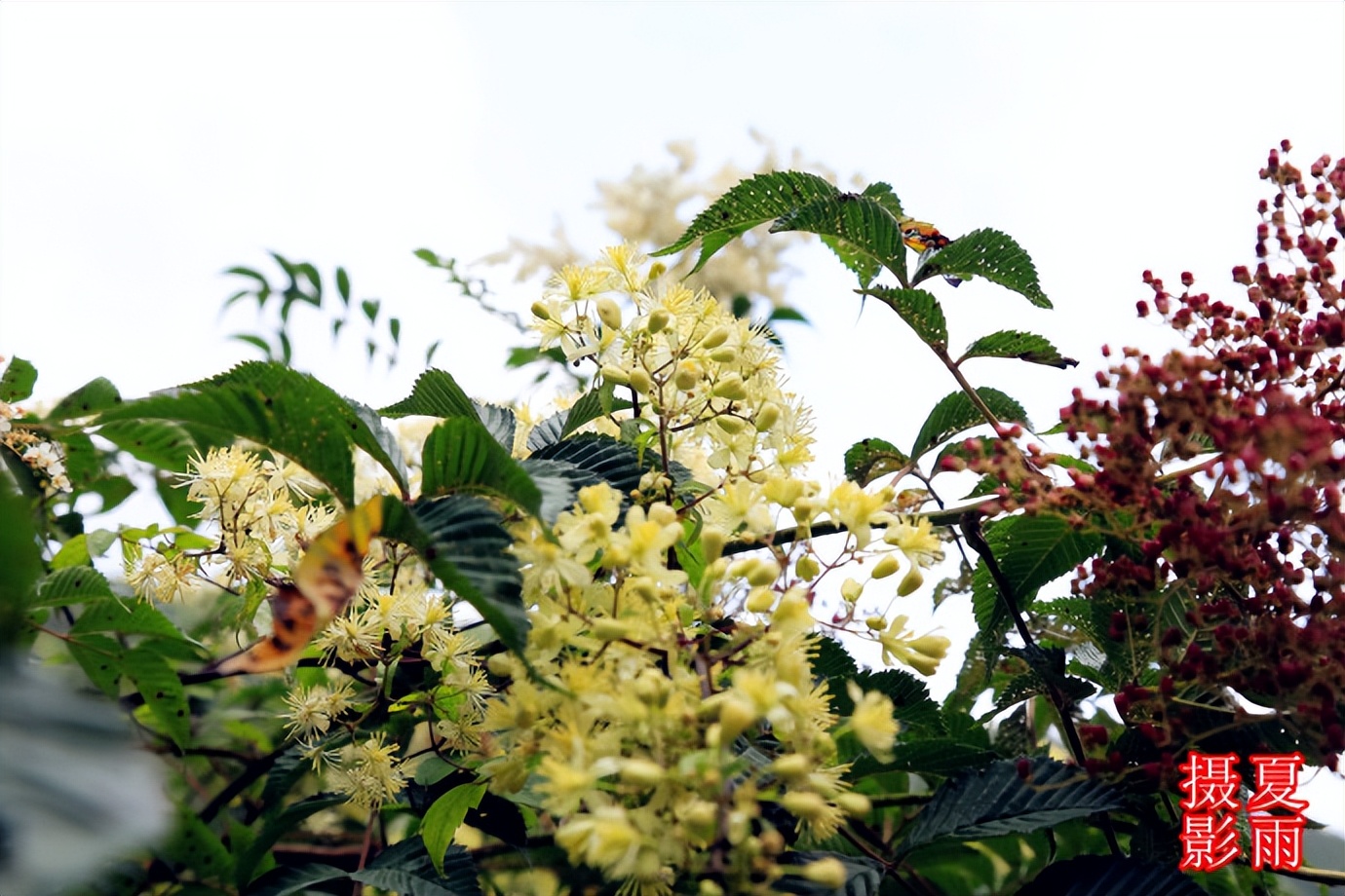 大美九寨沟之老虎海,九寨沟犀牛海与老虎海