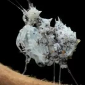 螳螂吃掉自己丈夫的头,螳螂为什么吃掉配偶螳螂吃蛇