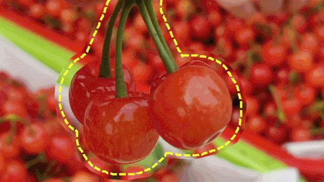 红色樱桃文化,红色文化四川记忆