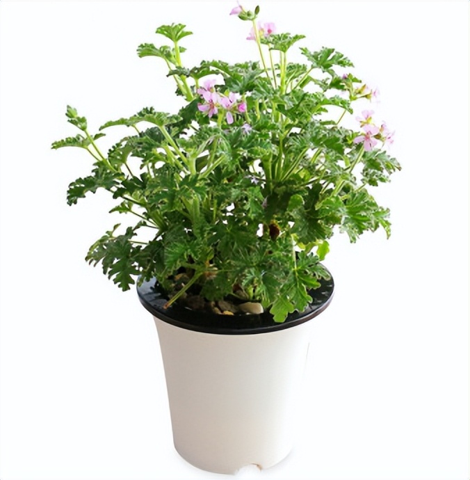 驱蚊草繁殖注意事项,驱蚊草的养殖方法及注意事项