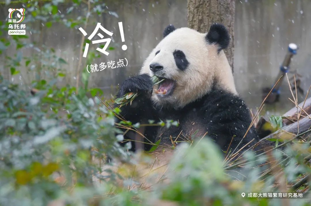 冬季保暖熊猫,呆萌可爱熊猫过冬