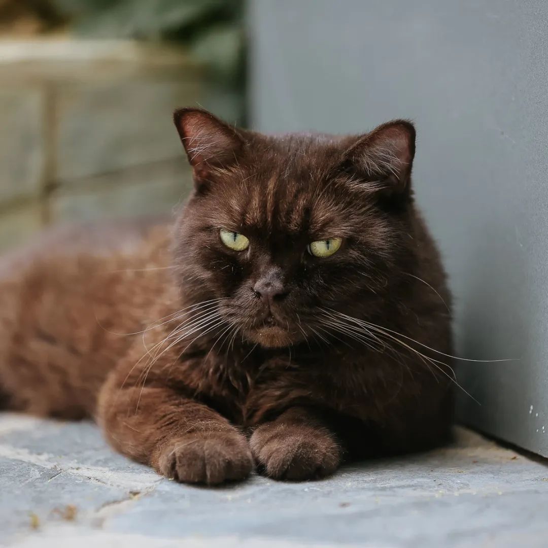 社恐小猫咪的安全感,社恐小猫咪为什么突然想出门了