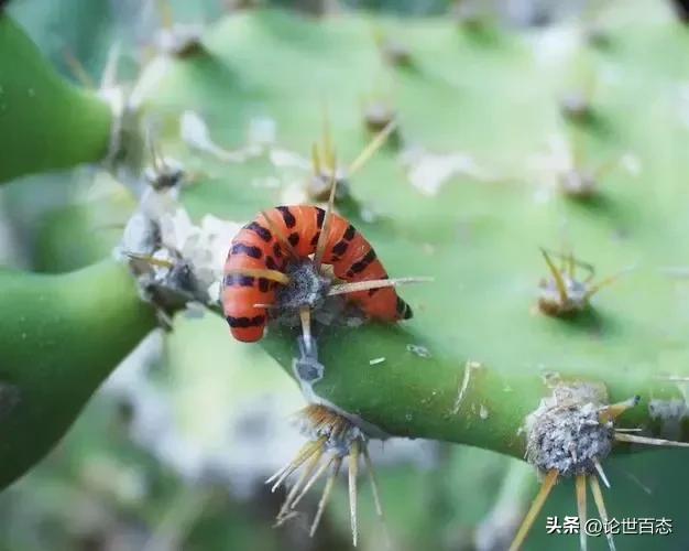 仙人掌科第57季被当做“有害杂草”的仙人掌