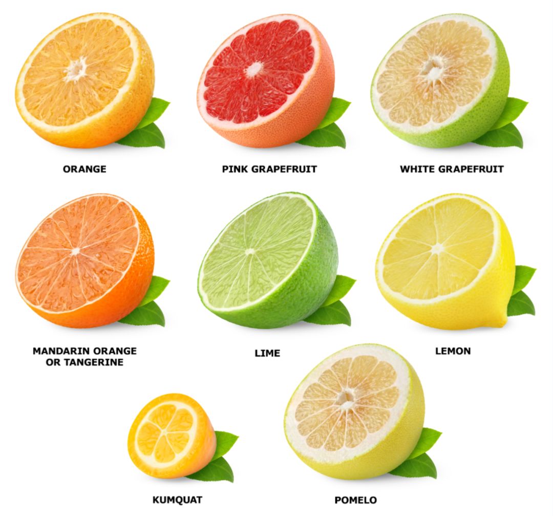 柑橘家族的三位长老,柑橘家族的三大元老及特点