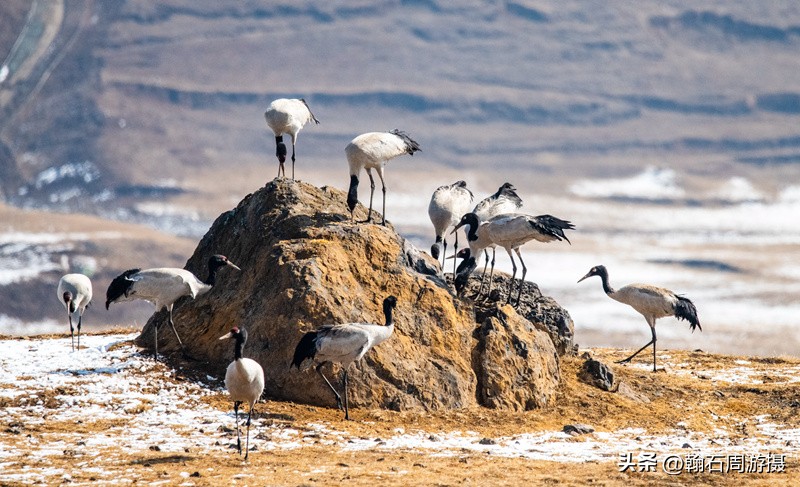 高原精灵黑颈鹤越冬之地——大山包（云、藏自驾旅行纪实之一）
