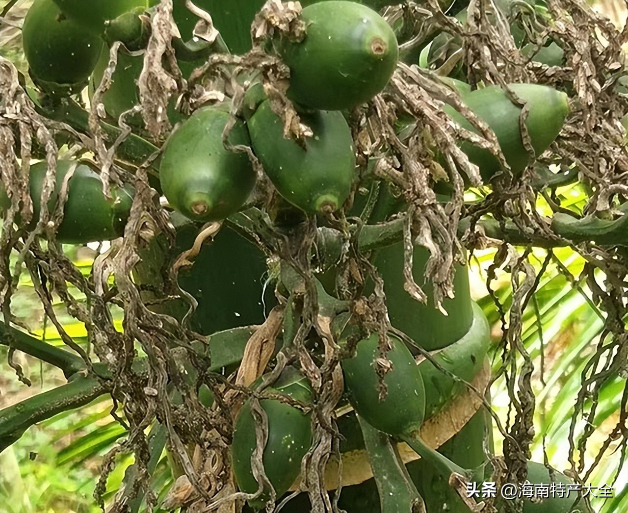 2022海南槟榔青果价格行情 (今天海南槟榔价格)