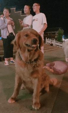 金毛和拉布拉多谁的战斗力更强,金毛和拉布拉多哪个大一些