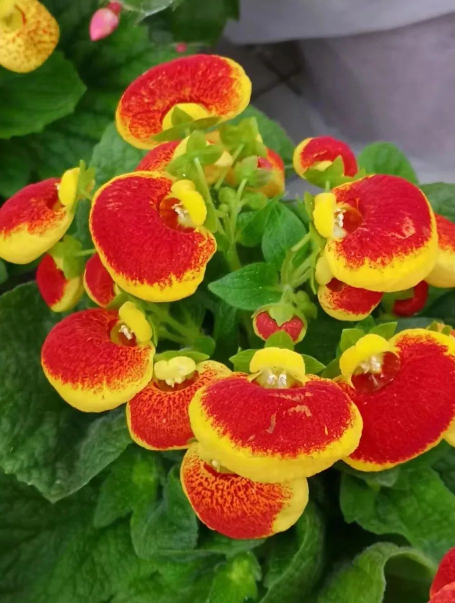 种什么花一年四季开花还好打理,南方一年四季蔬菜播种时间表