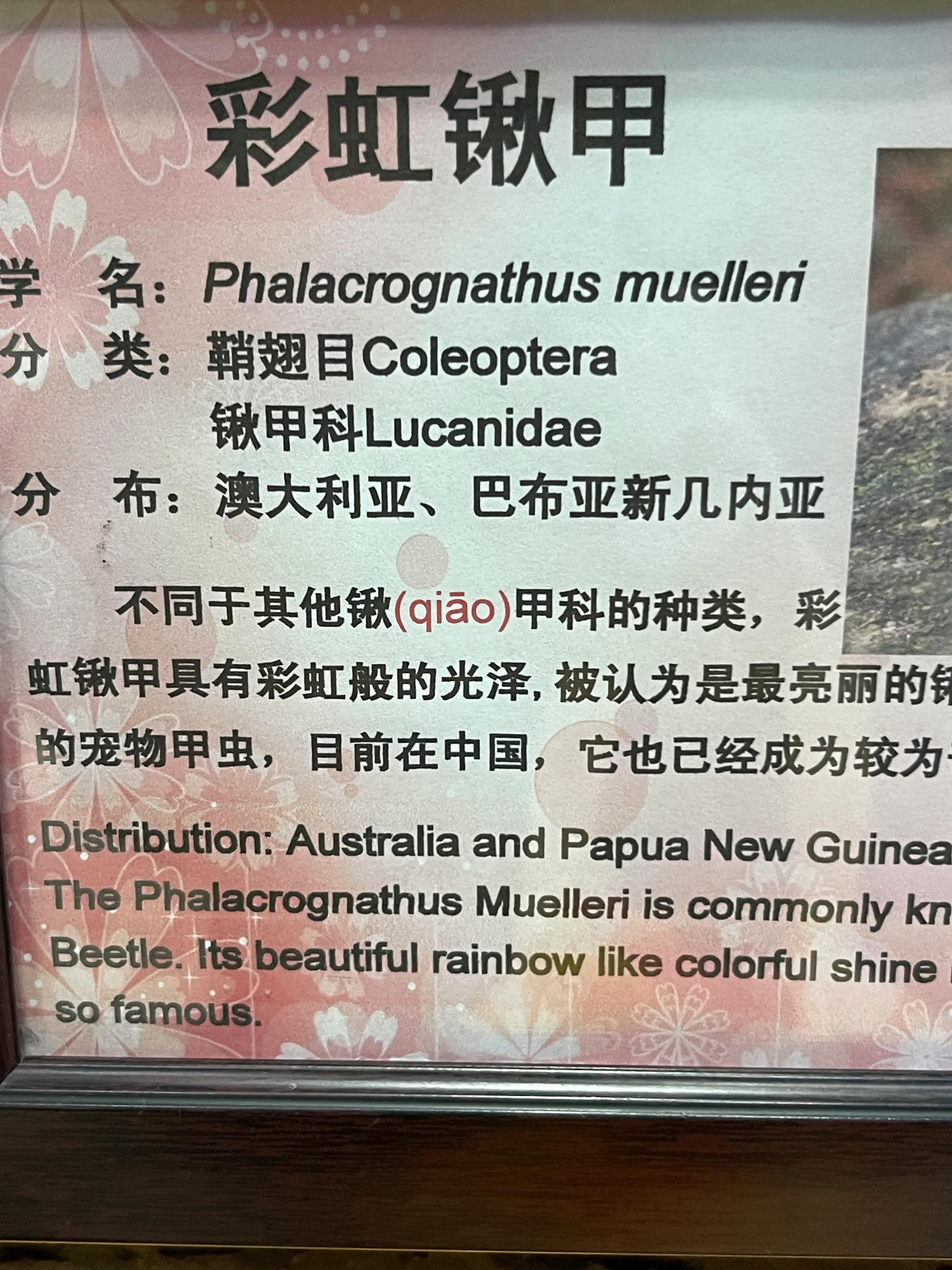 上海大自然野生昆虫博物馆,上海野生昆虫馆门票