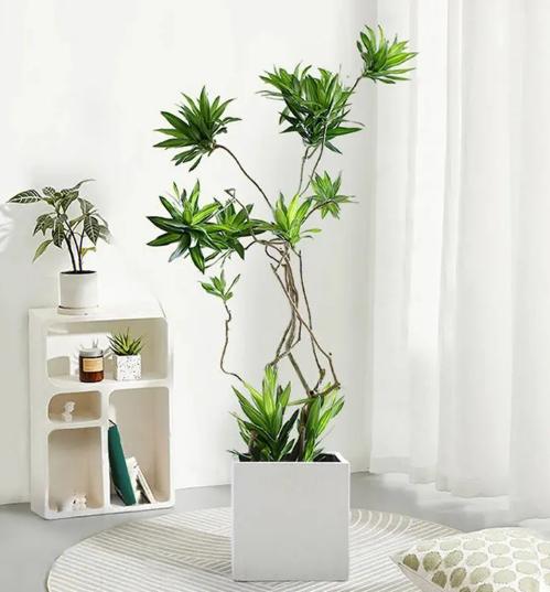 现代风好养的绿植搭配,好养简约风家里绿植
