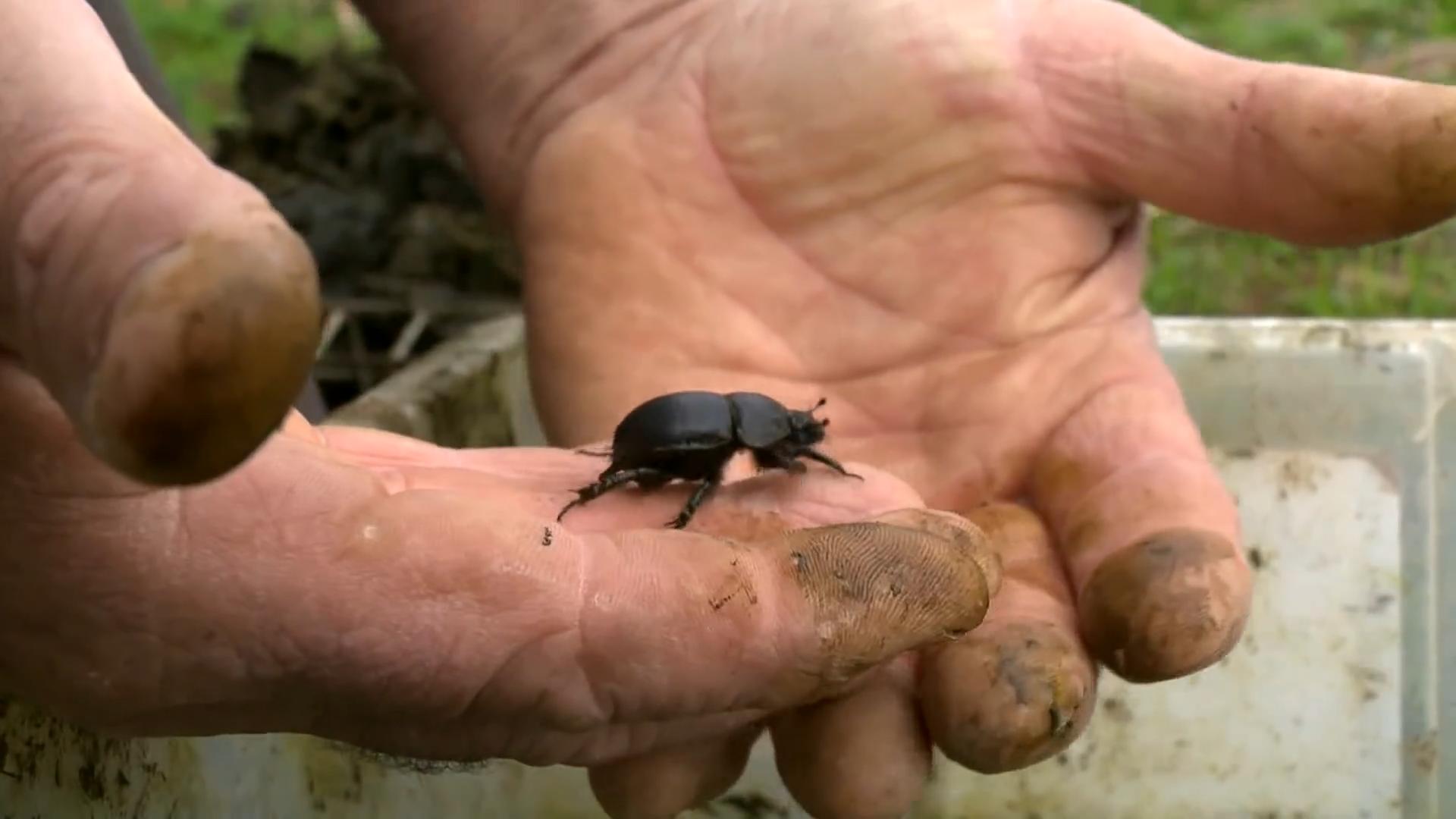中国屎壳郎为什么备受澳洲欢迎,收购野生屎壳郎违法吗