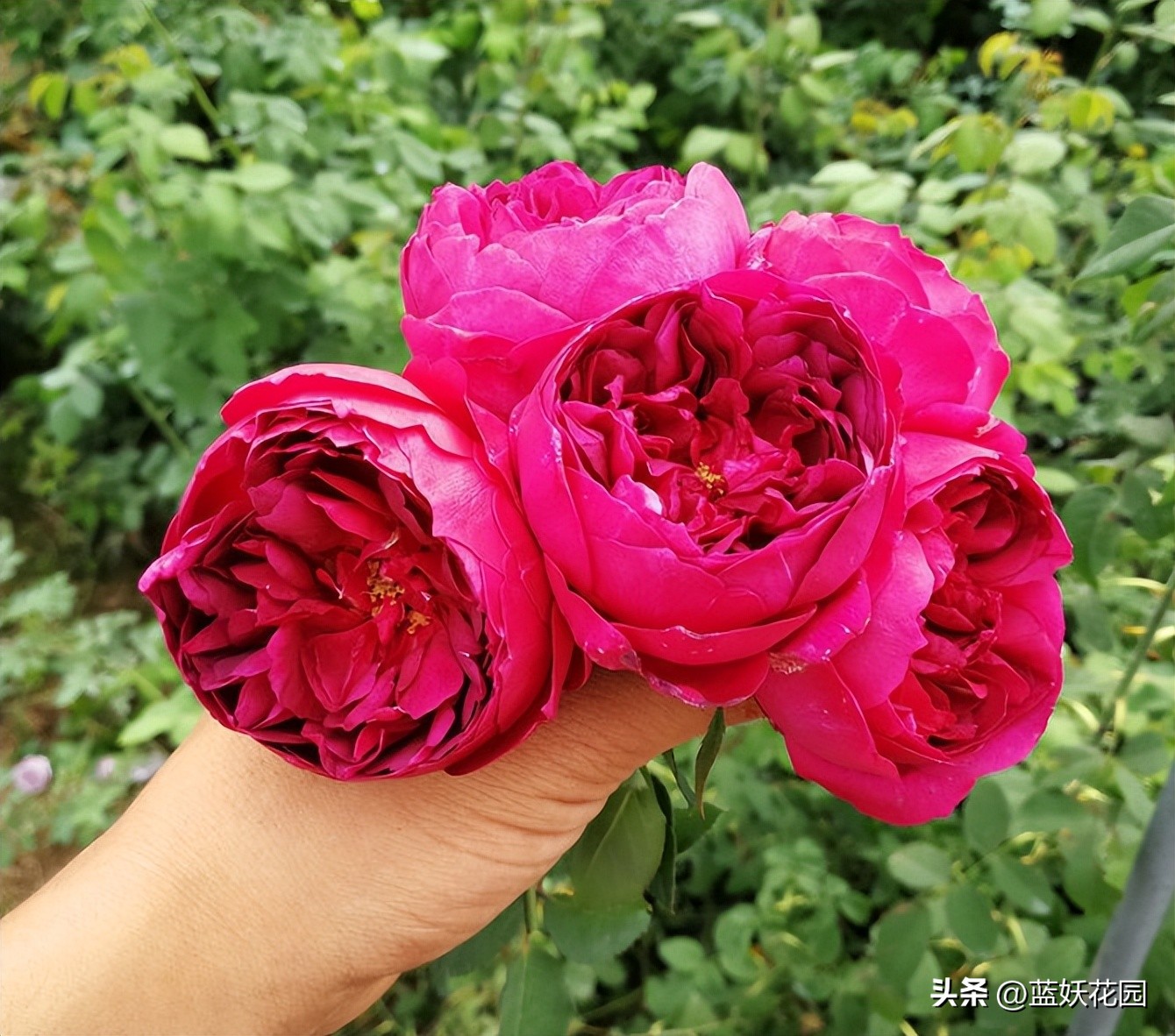 龙沙宝石花苞打不开就掉怎么回事,粉色龙沙宝石不开花怎么回事