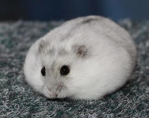 小仓鼠上厕所全集,仓鼠的厕所怎么做