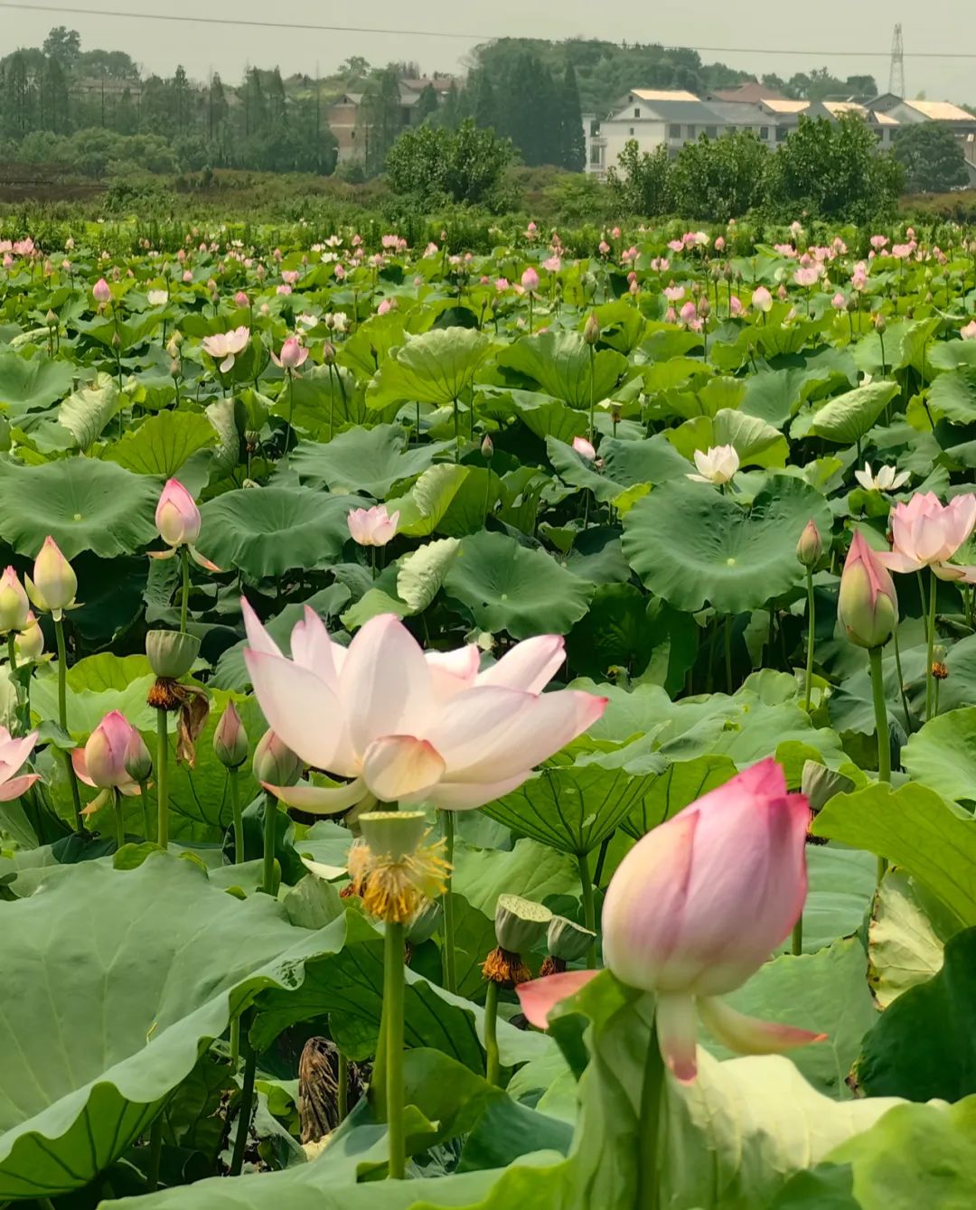 全球学子嘉游赣|上饶的第一波荷花开了，让我们一起步入飘满荷香的夏天！