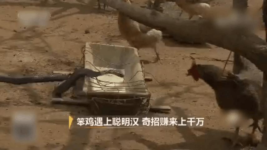 中科院博士裸辞,中科院博士谈裸辞开民宿