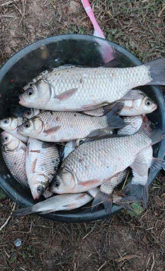 窝里有鱼就是不吃钩,鱼在窝里吐泡不吃钩是什么原因