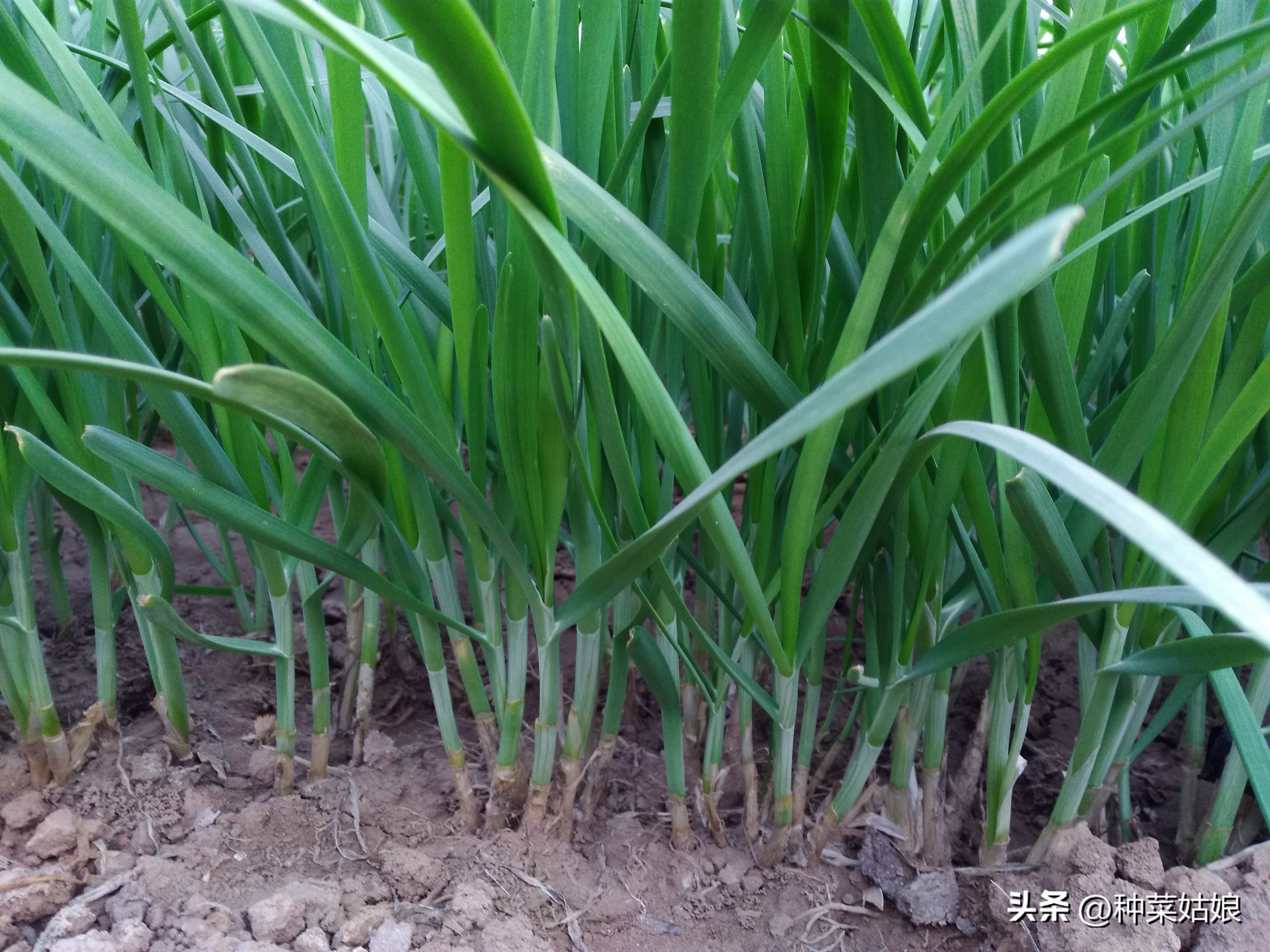 移栽韭菜根要立即浇水吗,盆栽韭菜苗移栽怎么浇水