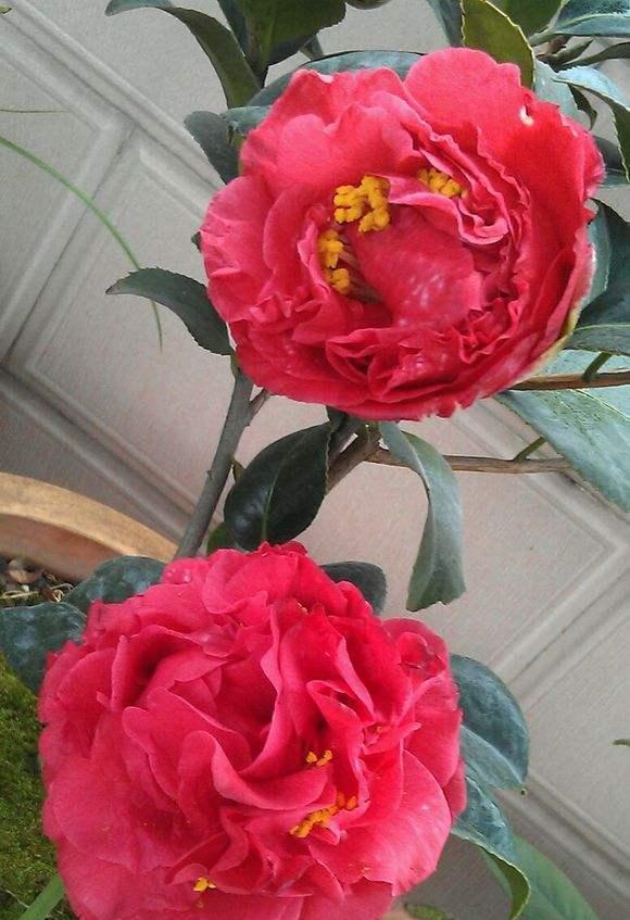 此花人称“赛牡丹”，比香薰还好闻，正值花期，值得花迷养护