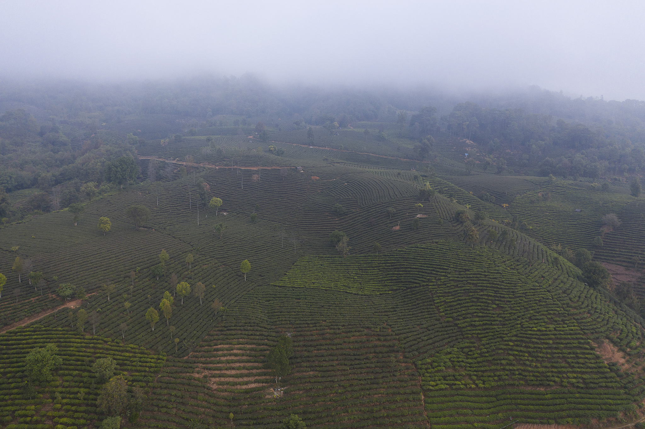 有哪些茶属于白茶,政和白茶洞洞茶