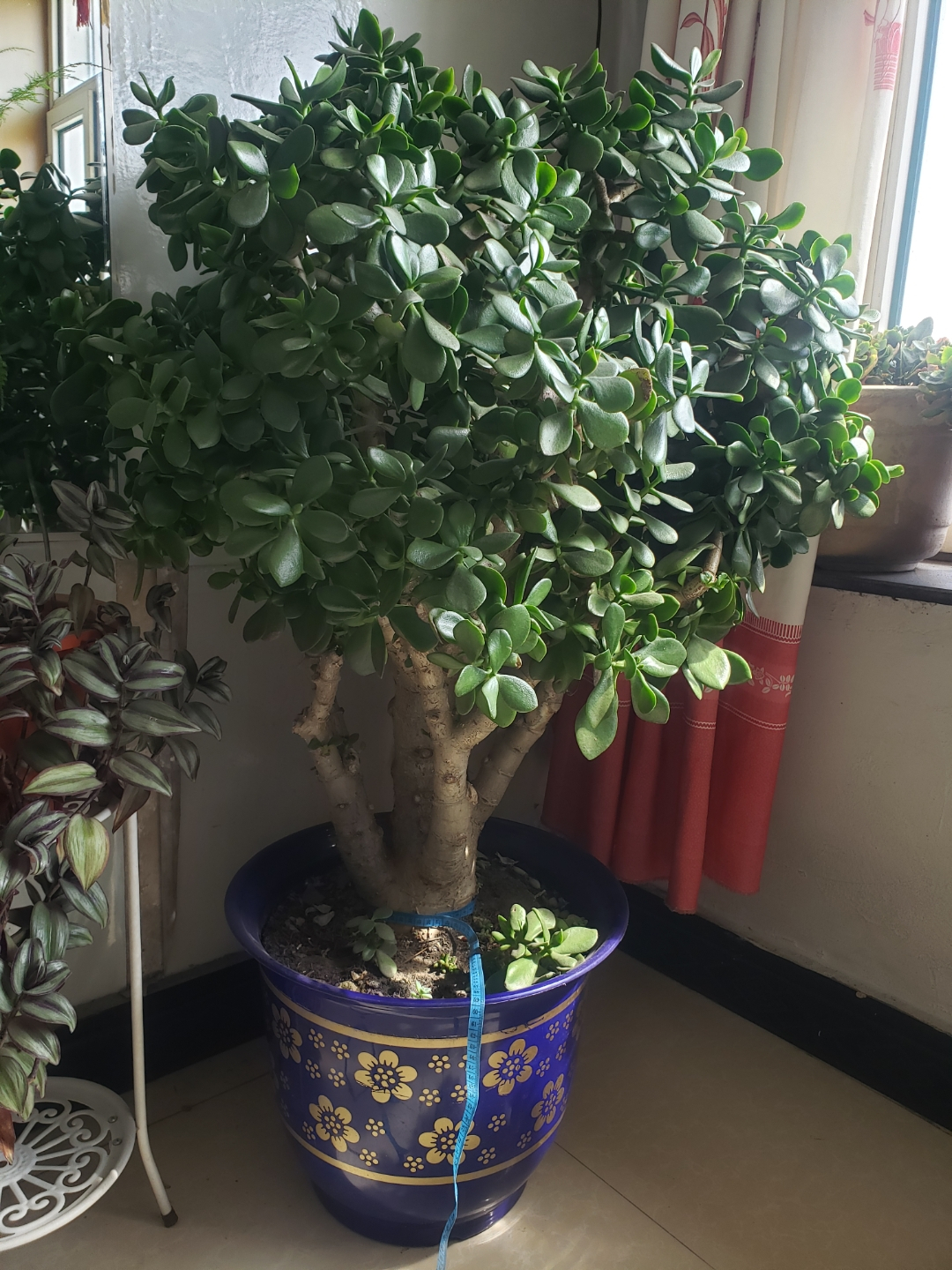 家居必备的几款高颜值中大型绿植,40款超治愈的家居绿植