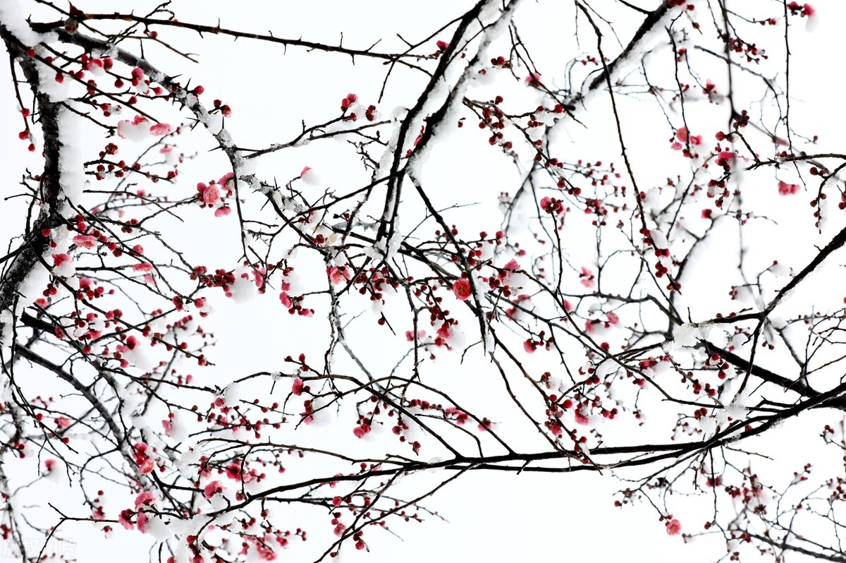 春雪来了,写春雪的绝美诗句