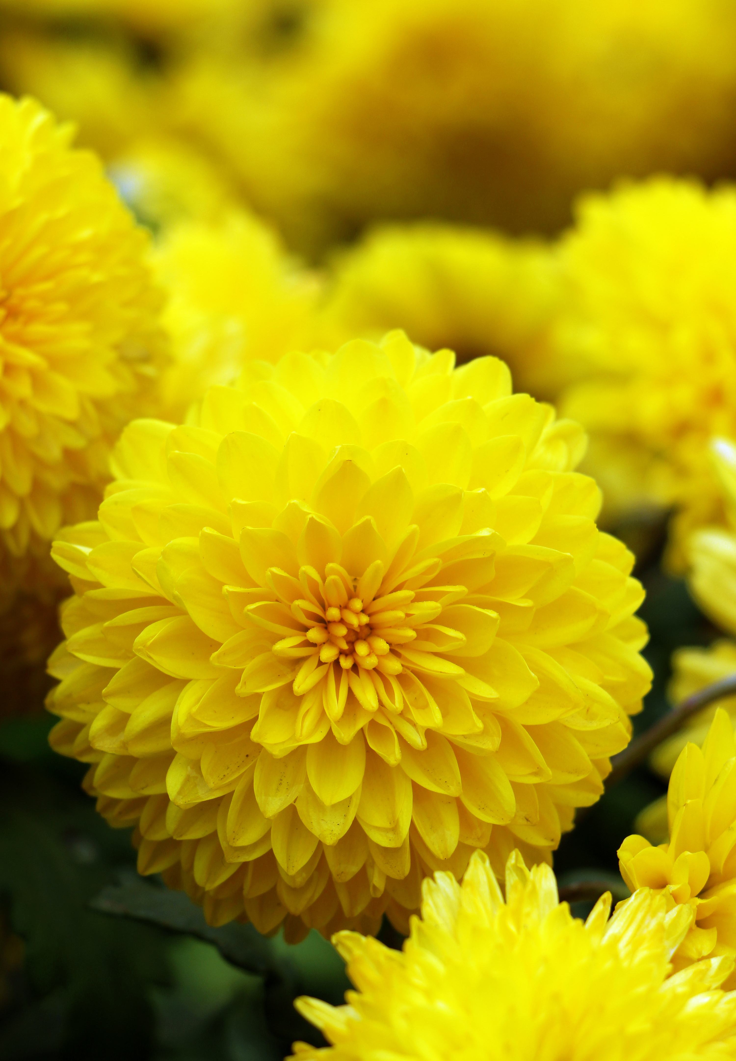 好看又养生的花有哪些,既能吃又能观赏的花